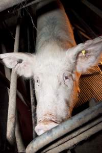 Sow in crate - Hole cut from ear - Captured at Wally's Piggery, Jeir NSW Australia.