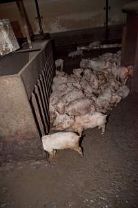 Weaner piglets in excrement - Australian pig farming - Captured at Wally's Piggery, Jeir NSW Australia.