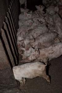 Weaner piglets in excrement - Australian pig farming - Captured at Wally's Piggery, Jeir NSW Australia.