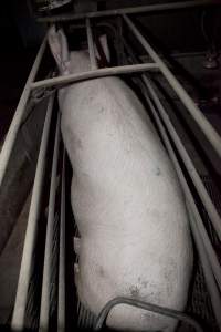 Sow too big for crate - Australian pig farming - Captured at Wally's Piggery, Jeir NSW Australia.