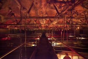 Looking down aisle of farrowing crate - Ceiling covered in cobwebs - Captured at Wally's Piggery, Jeir NSW Australia.