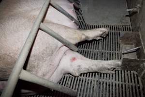 Wally's Piggery - Australian pig farming - Captured at Wally's Piggery, Jeir NSW Australia.