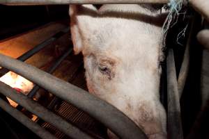 Sow in crate - Australian pig farming - Captured at Wally's Piggery, Jeir NSW Australia.