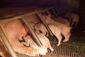 Piglets suckling - Australian pig farming - Captured at Wally's Piggery, Jeir NSW Australia.