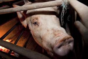 Sow in crate - Australian pig farming - Captured at Wally's Piggery, Jeir NSW Australia.