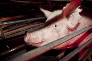 Sow in crate - Australian pig farming - Captured at Wally's Piggery, Jeir NSW Australia.