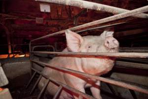 Sow in crate - Australian pig farming - Captured at Wally's Piggery, Jeir NSW Australia.