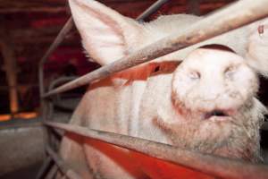 Sow in crate - Australian pig farming - Captured at Wally's Piggery, Jeir NSW Australia.