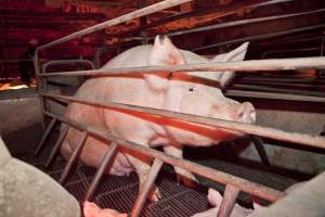 Sow in crate - Australian pig farming - Captured at Wally's Piggery, Jeir NSW Australia.