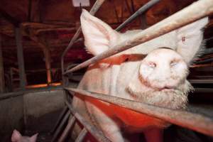 Sow in crate - Australian pig farming - Captured at Wally's Piggery, Jeir NSW Australia.