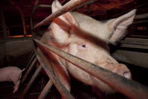 Sow in crate - Australian pig farming - Captured at Wally's Piggery, Jeir NSW Australia.