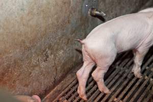 Piglet with cut tail - Australian pig farming - Captured at Wally's Piggery, Jeir NSW Australia.