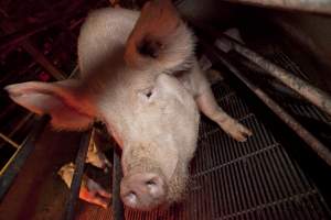 Sow in crate - Australian pig farming - Captured at Wally's Piggery, Jeir NSW Australia.