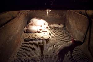 Dead weaner piglet - Australian pig farming - Captured at Wally's Piggery, Jeir NSW Australia.