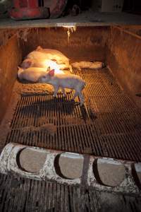 Dead weaner piglet - Australian pig farming - Captured at Wally's Piggery, Jeir NSW Australia.