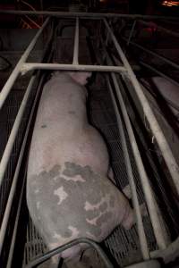 Sow in crate - Australian pig farming - Captured at Wally's Piggery, Jeir NSW Australia.