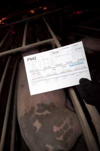 Record above farrowing crate - Australian pig farming - Captured at Wally's Piggery, Jeir NSW Australia.