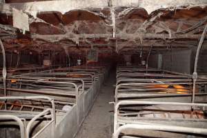 Looking down aisle of farrowing shed - Australian pig farming - Captured at Wally's Piggery, Jeir NSW Australia.