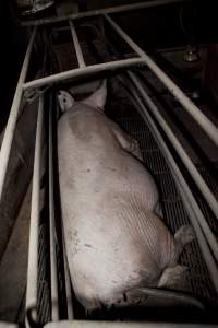 Pregnant sow in crate - Australian pig farming - Captured at Wally's Piggery, Jeir NSW Australia.