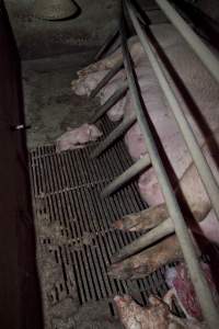 Stillborn piglets - Australian pig farming - Captured at Wally's Piggery, Jeir NSW Australia.