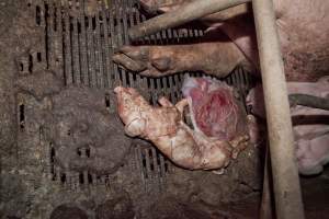 Stillborn piglets - Australian pig farming - Captured at Wally's Piggery, Jeir NSW Australia.