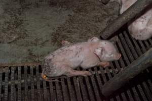 Wally's Piggery - Australian pig farming - Captured at Wally's Piggery, Jeir NSW Australia.