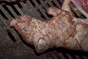 Dead piglet in crate - Australian pig farming - Captured at Wally's Piggery, Jeir NSW Australia.