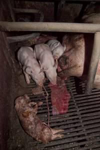 Stillborn piglet in crate - Australian pig farming - Captured at Wally's Piggery, Jeir NSW Australia.