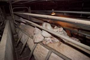 Piglets sleeping on mother - Australian pig farming - Captured at Wally's Piggery, Jeir NSW Australia.