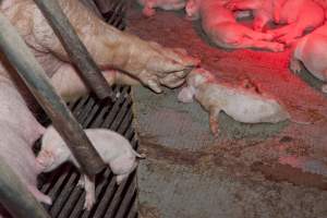 Wally's Piggery - Australian pig farming - Captured at Wally's Piggery, Jeir NSW Australia.