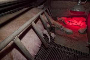 Wally's Piggery - Australian pig farming - Captured at Wally's Piggery, Jeir NSW Australia.