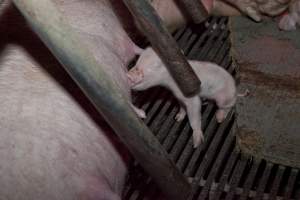 Piglet suckling - Australian pig farming - Captured at Wally's Piggery, Jeir NSW Australia.