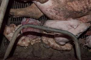 Stillborn piglets in crate - Australian pig farming - Captured at Wally's Piggery, Jeir NSW Australia.