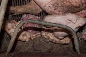 Stillborn piglets in crate - Australian pig farming - Captured at Wally's Piggery, Jeir NSW Australia.