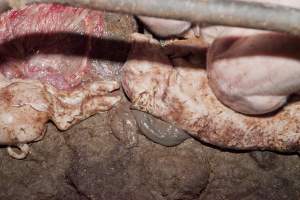 Stillborn piglets in crate - Australian pig farming - Captured at Wally's Piggery, Jeir NSW Australia.