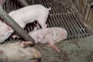 Wally's Piggery - Australian pig farming - Captured at Wally's Piggery, Jeir NSW Australia.