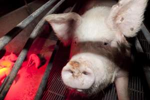 Sow in crate - Australian pig farming - Captured at Wally's Piggery, Jeir NSW Australia.