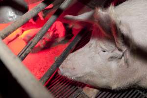 Sow in crate with piglets - Australian pig farming - Captured at Wally's Piggery, Jeir NSW Australia.