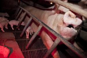 Sow in crate with piglets - Australian pig farming - Captured at Wally's Piggery, Jeir NSW Australia.