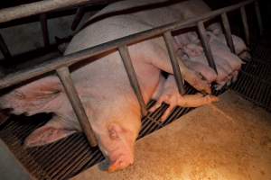 Sow with suckling piglets - Australian pig farming - Captured at Wally's Piggery, Jeir NSW Australia.