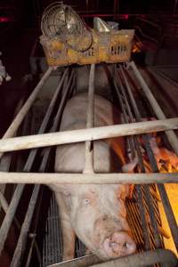 Wally's Piggery - Australian pig farming - Captured at Wally's Piggery, Jeir NSW Australia.