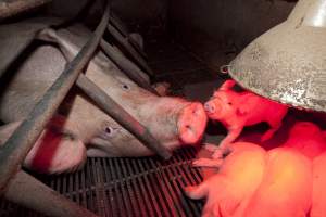 Sow in crate with piglets - Australian pig farming - Captured at Wally's Piggery, Jeir NSW Australia.