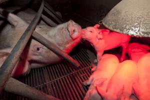 Sow in crate with piglets - Australian pig farming - Captured at Wally's Piggery, Jeir NSW Australia.