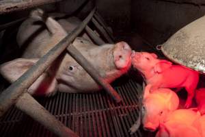 Sow in crate with piglets - Australian pig farming - Captured at Wally's Piggery, Jeir NSW Australia.