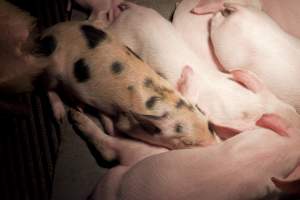 Piglets in crate - Australian pig farming - Captured at Wally's Piggery, Jeir NSW Australia.