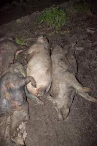 Dead pigs outside - Australian pig farming - Captured at Wally's Piggery, Jeir NSW Australia.