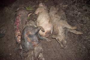 Dead pigs outside - Australian pig farming - Captured at Wally's Piggery, Jeir NSW Australia.