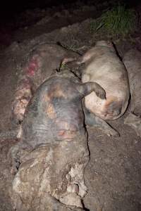 Dead pigs outside - Australian pig farming - Captured at Wally's Piggery, Jeir NSW Australia.