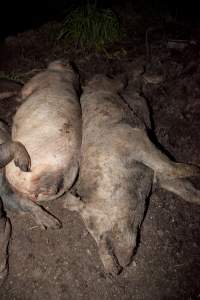 Dead pigs outside - Australian pig farming - Captured at Wally's Piggery, Jeir NSW Australia.