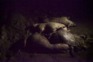 Dead pigs outside - Australian pig farming - Captured at Wally's Piggery, Jeir NSW Australia.